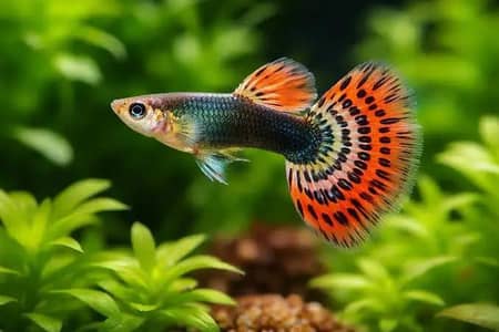 fish and aquarium wholesale price 03268301979