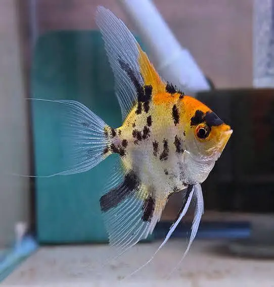 fish and aquarium wholesale price 03268301979 — photo 4