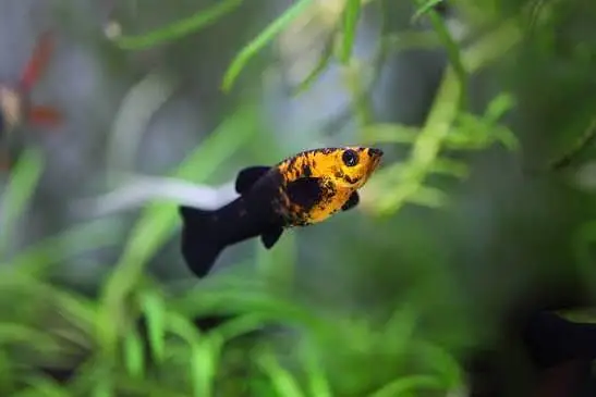 fish and aquarium wholesale price 03268301979 — photo 5
