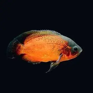 fish and aquarium wholesale price 03268301979 — photo 8