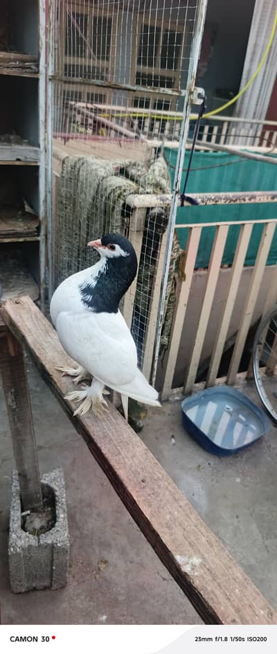 multani sherazi breedr pair available