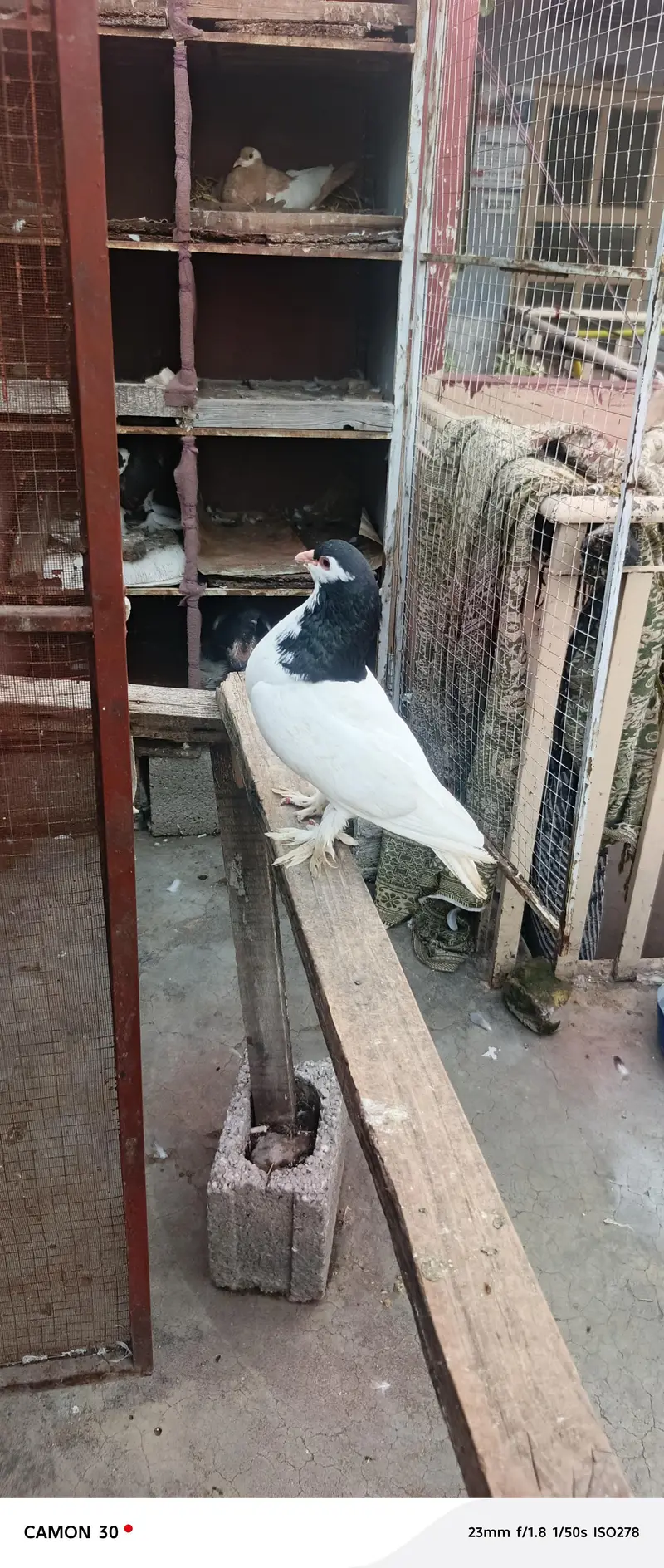 multani sherazi breedr pair available — photo 2