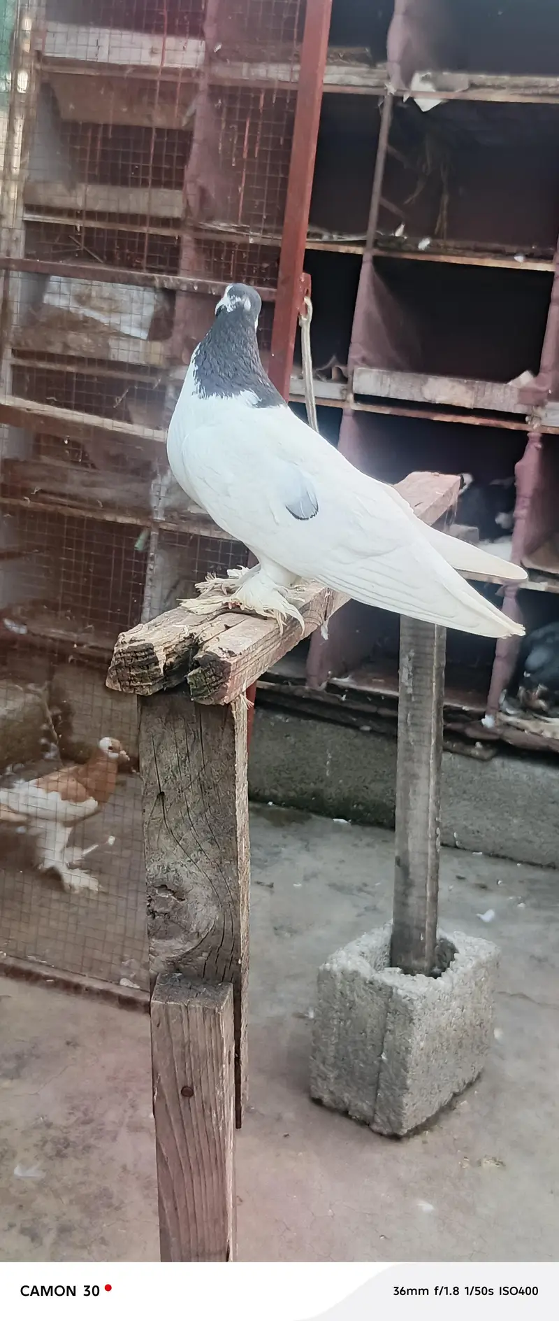 multani sherazi breedr pair available — photo 3