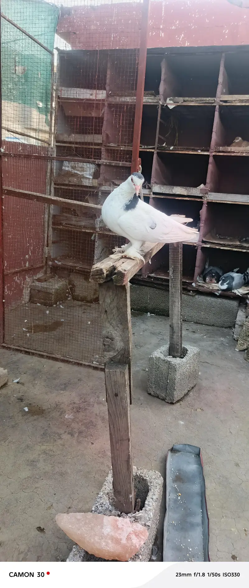multani sherazi breedr pair available — photo 4
