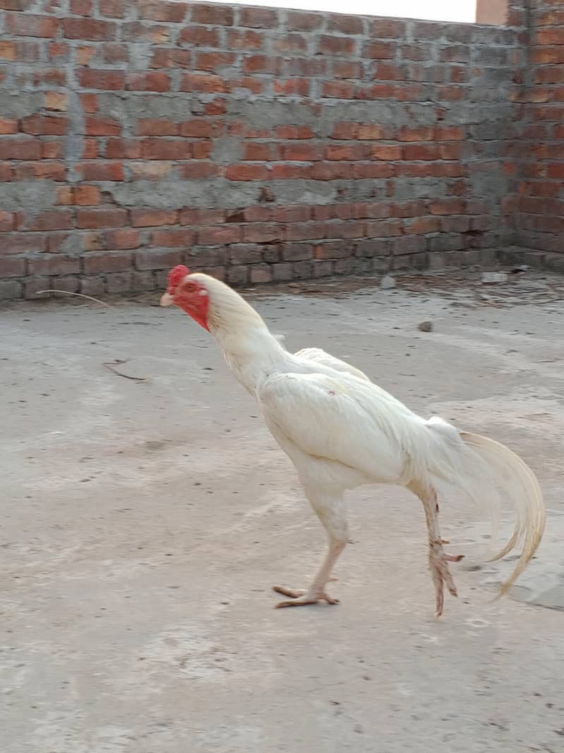 وائٹ ھیرا اسیل ھاءی کوالٹی میں موجود ہیں 3