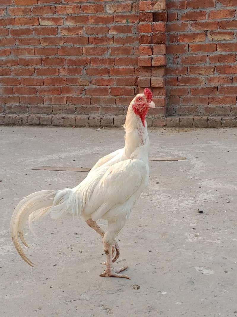 وائٹ ھیرا اسیل ھاءی کوالٹی میں موجود ہیں 4
