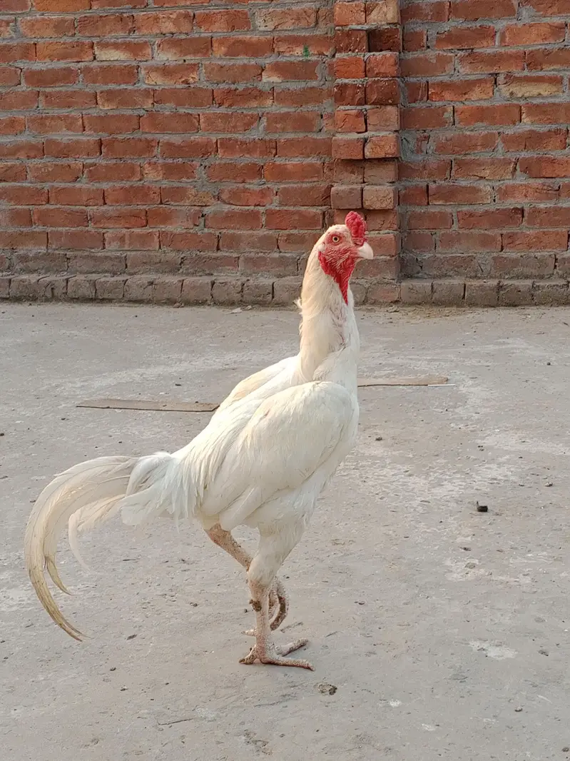 وائٹ ھیرا اسیل ھاءی کوالٹی میں موجود ہیں — photo 5