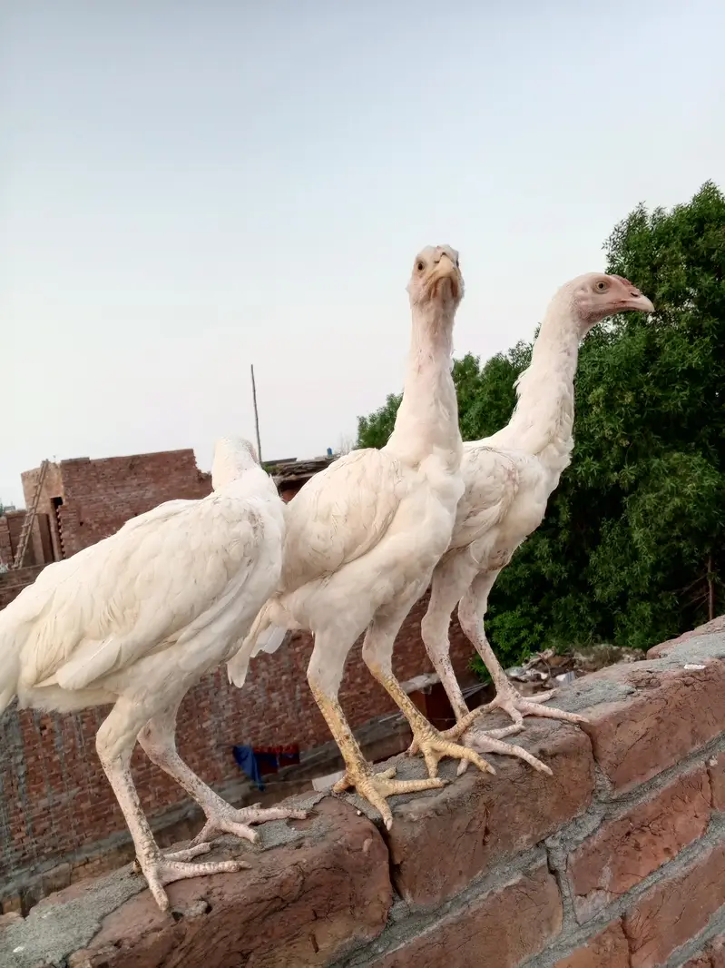 وائٹ ھیرا اسیل ھاءی کوالٹی میں موجود ہیں — photo 6