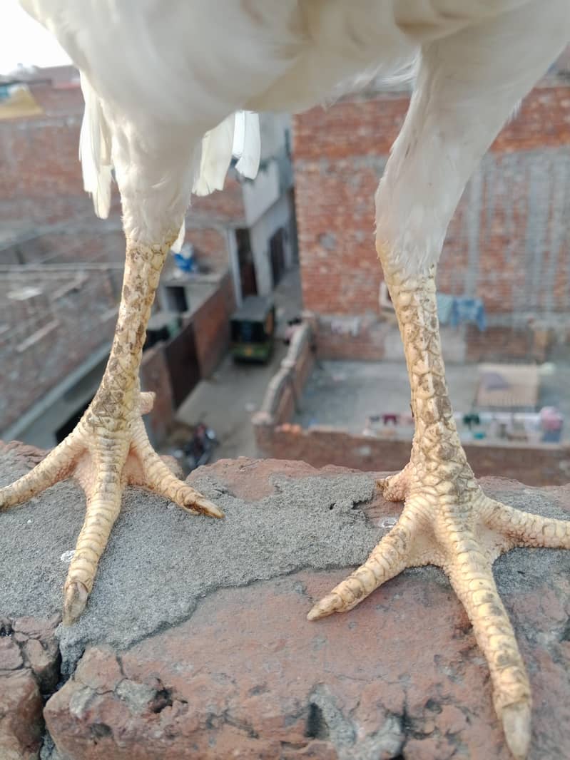 وائٹ ھیرا اسیل ھاءی کوالٹی میں موجود ہیں 7