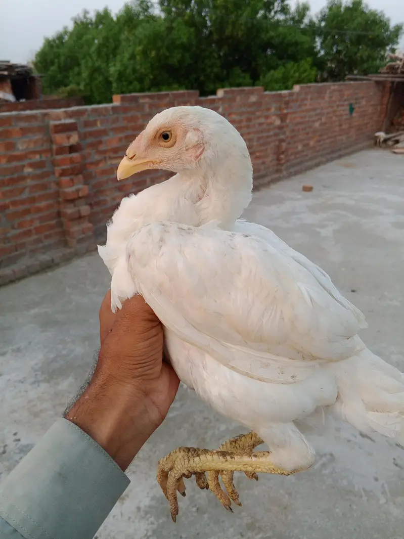 وائٹ ھیرا اسیل ھاءی کوالٹی میں موجود ہیں — photo 10