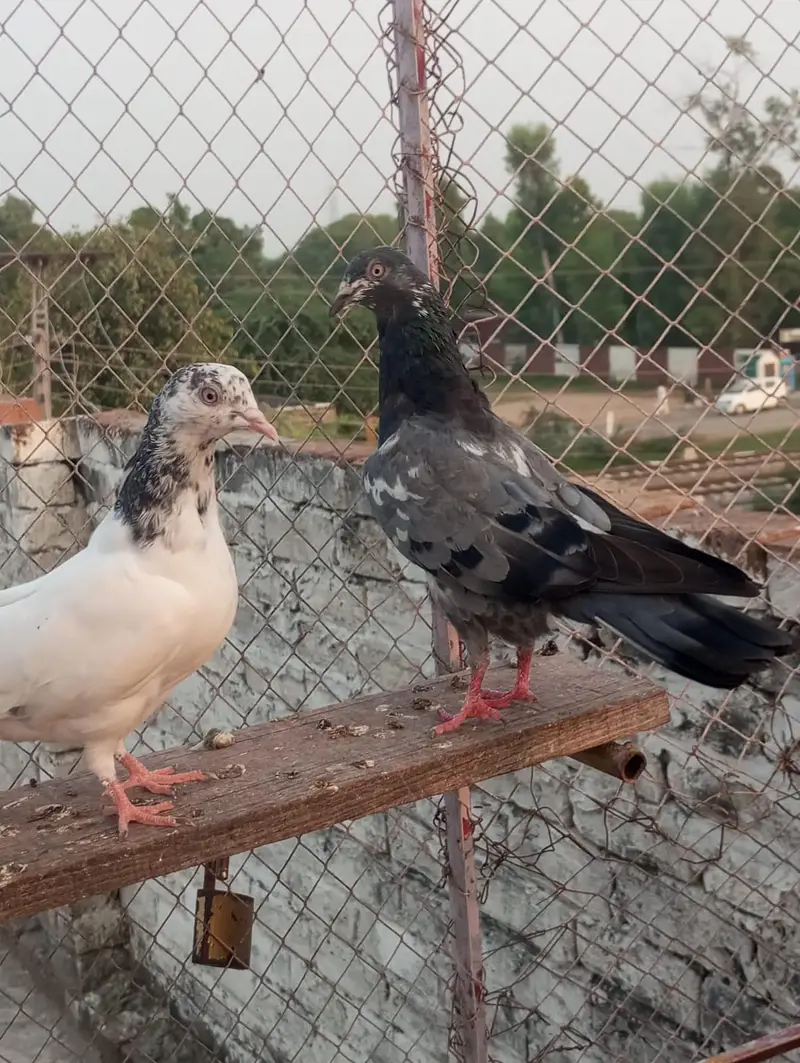 pakad ke kabutar — photo 2