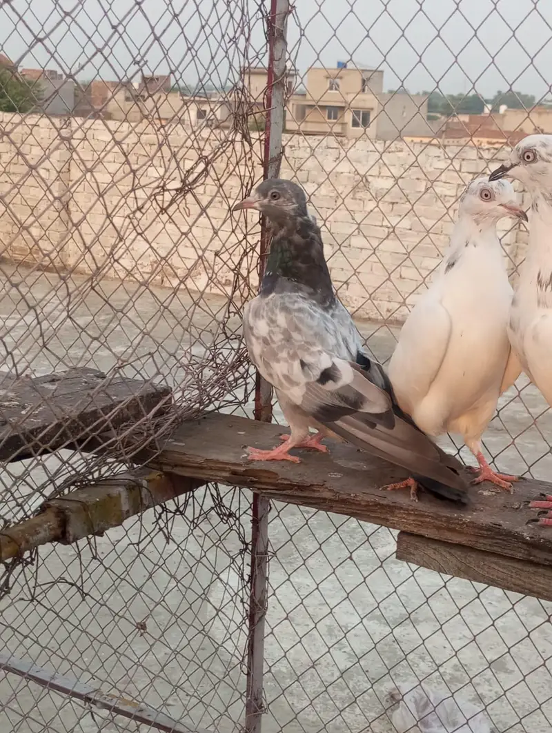 pakad ke kabutar — photo 3