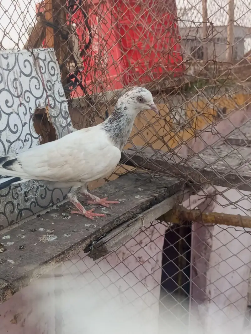 pakad ke kabutar — photo 4