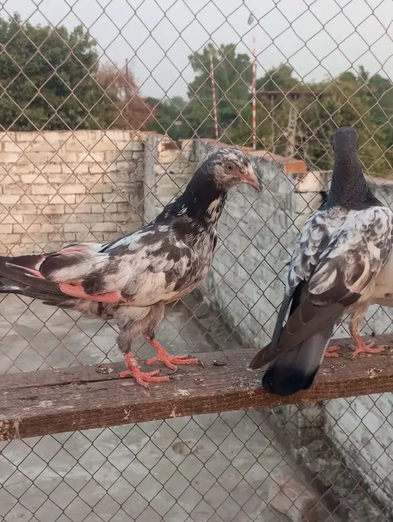 pakad ke kabutar — photo 5
