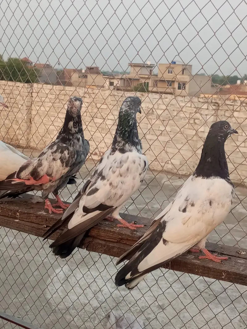 pakad ke kabutar — photo 6