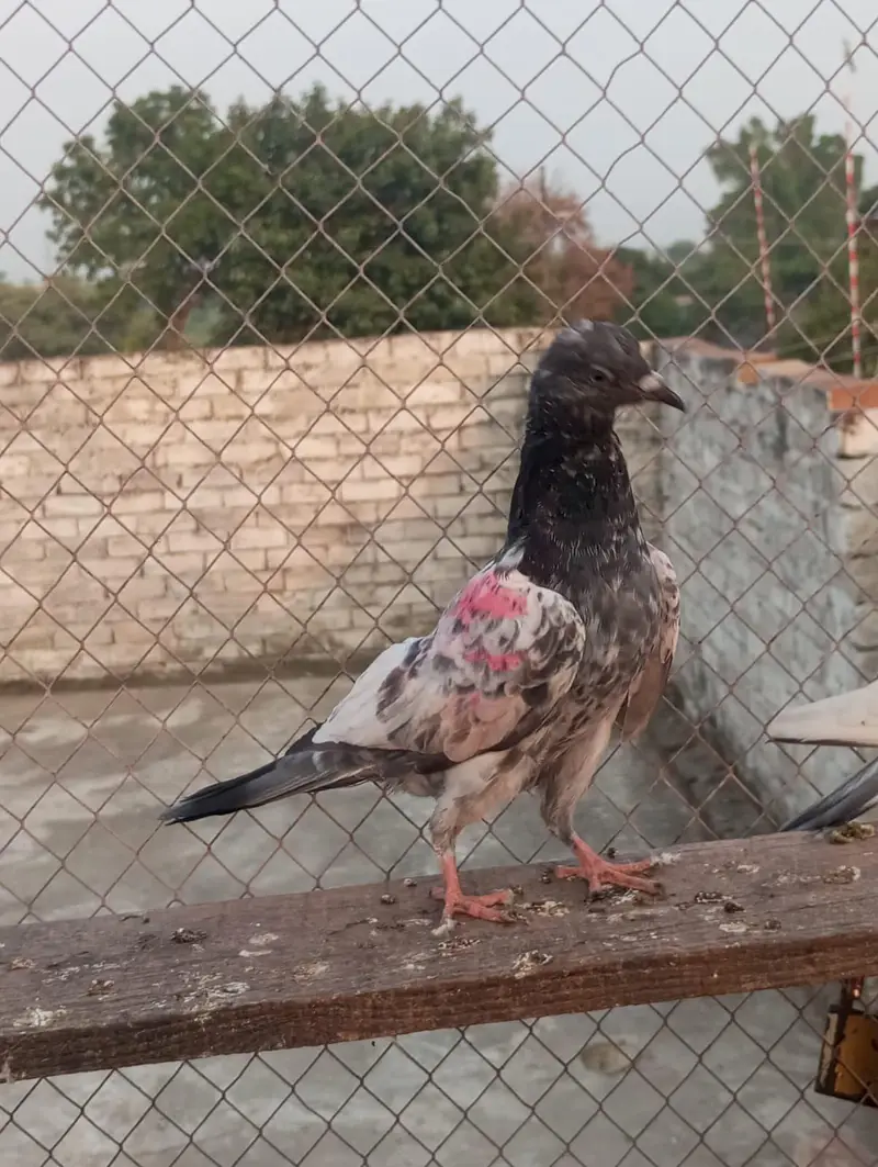 pakad ke kabutar — photo 7