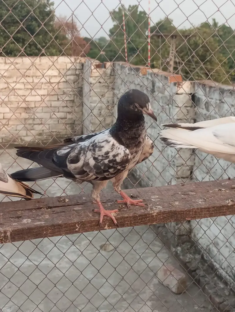pakad ke kabutar — photo 9