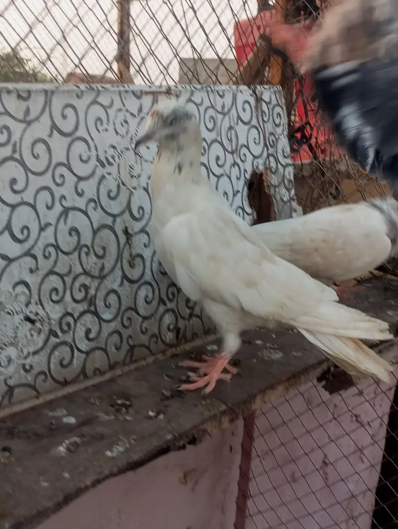 pakad ke kabutar — photo 10