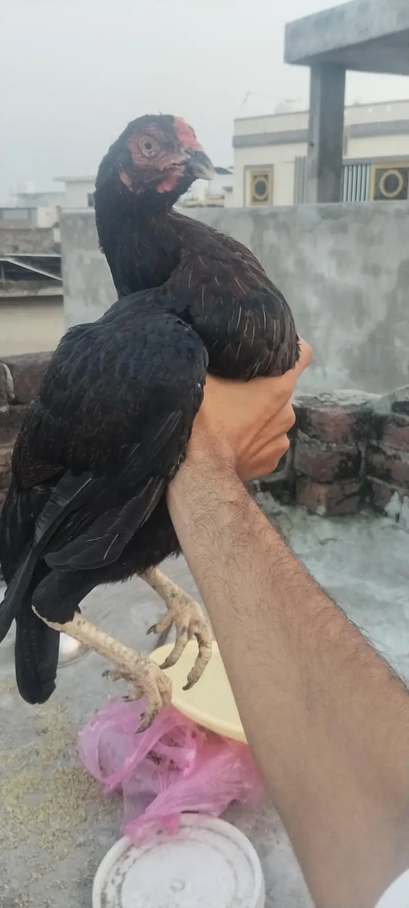 Aseel Murgi — photo 2