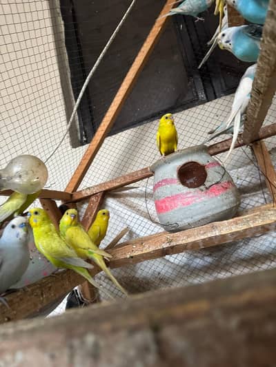 Parrots for sale