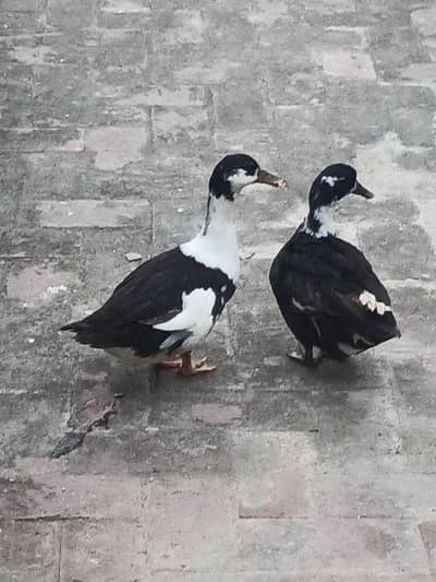 Desi duck pair for sale