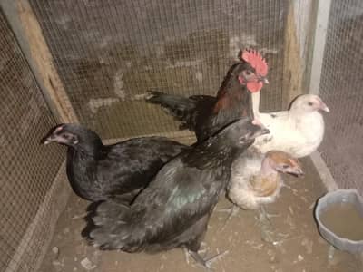 4 female 1 male