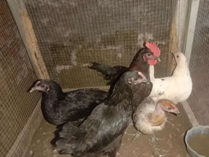 4 female 1 male — photo 2