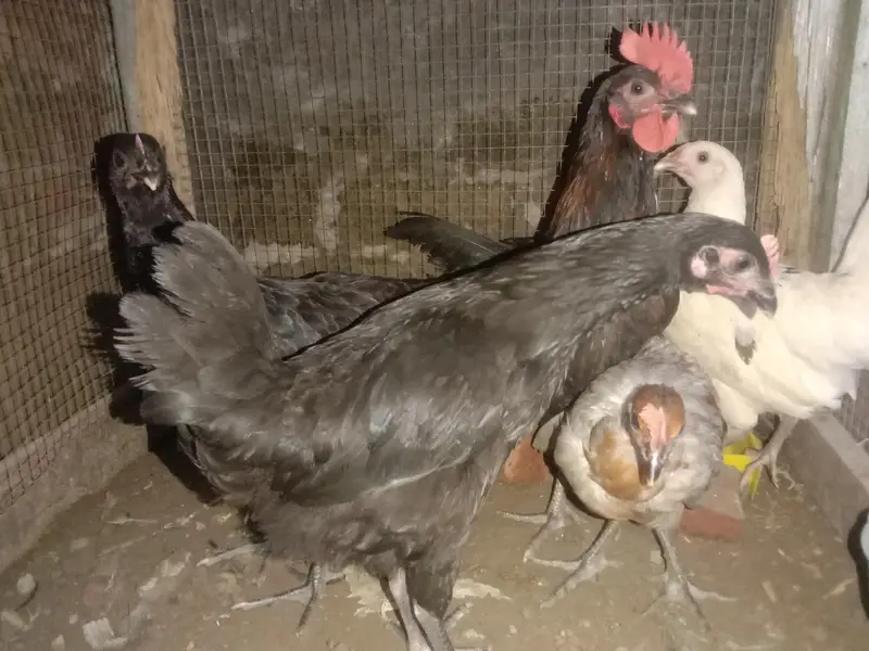 4 female 1 male — photo 3
