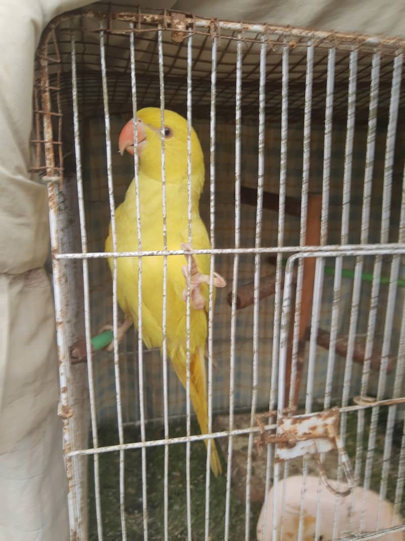 Yellow ingneck 6