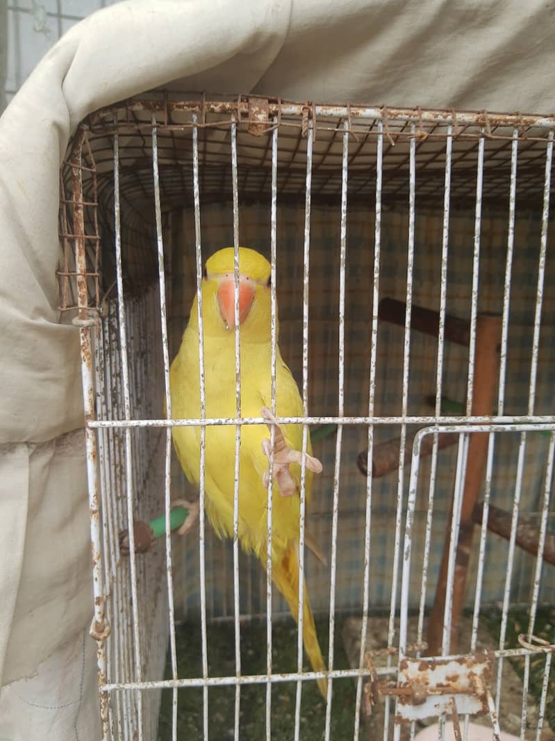 Yellow ingneck 7