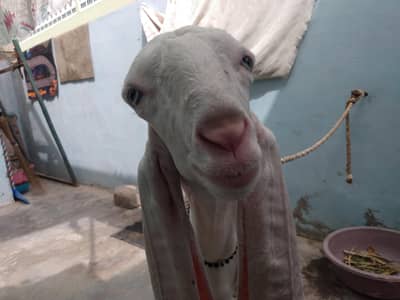 Gulabi male