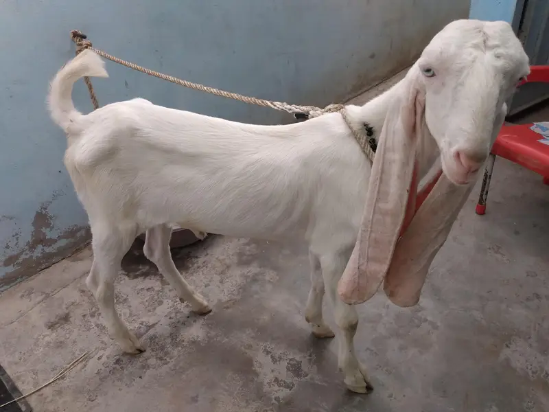 Gulabi male — photo 2