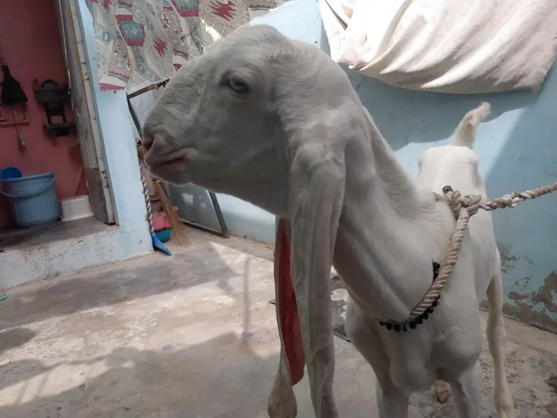 Gulabi male — photo 4