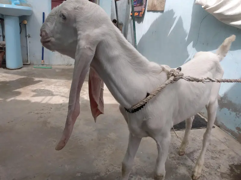 Gulabi male — photo 5