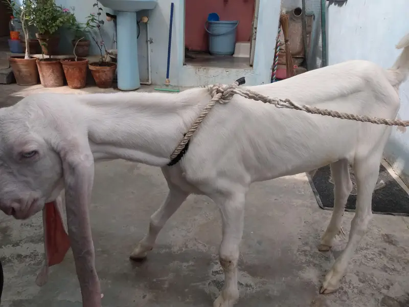 Gulabi male — photo 6