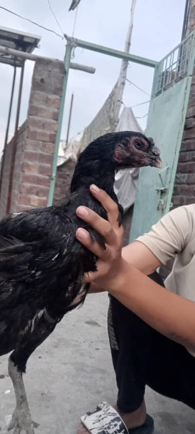 pakoya female
