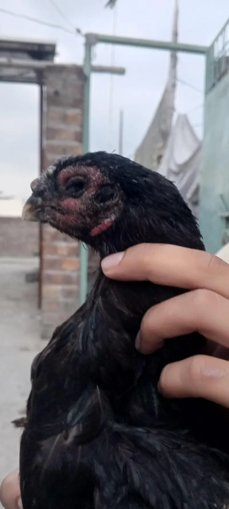 pakoya female — photo 2