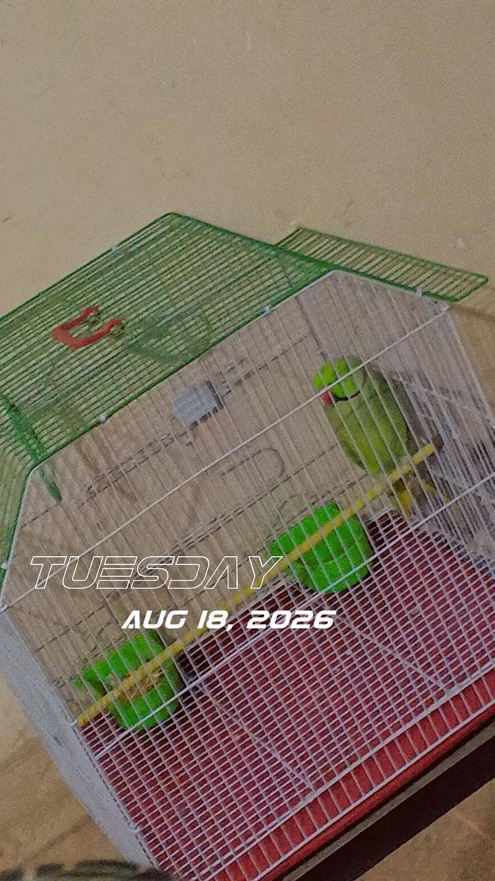 parrot 0