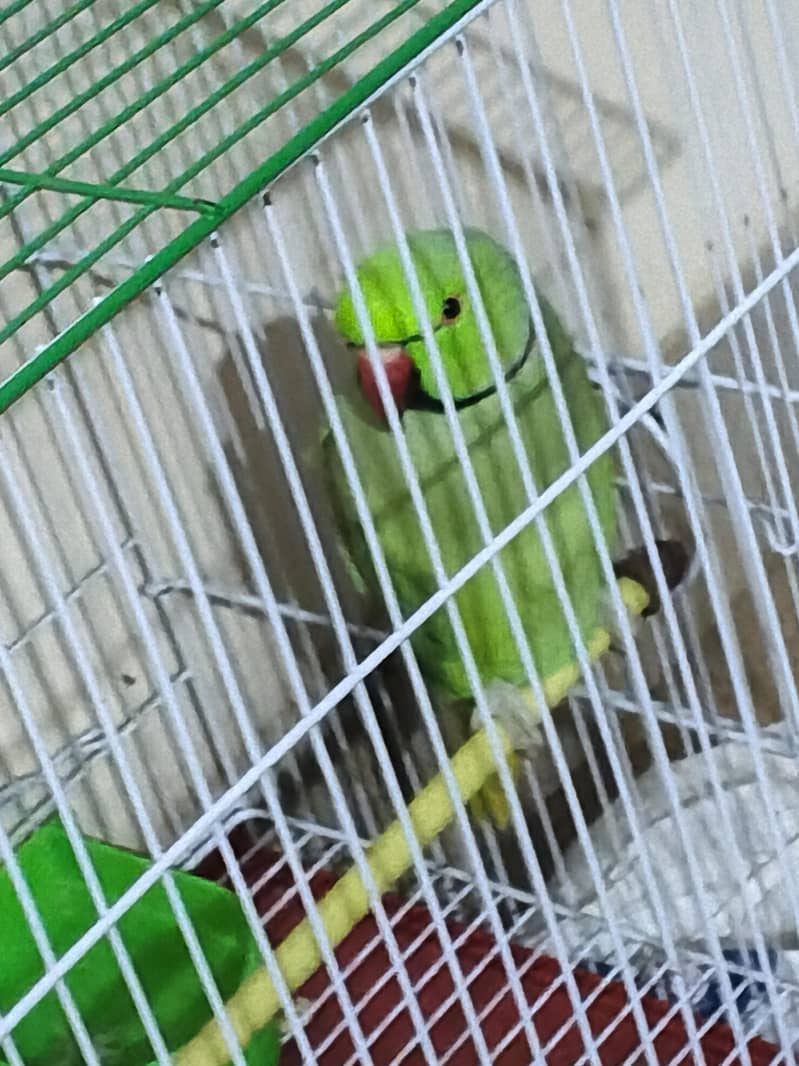 parrot 1