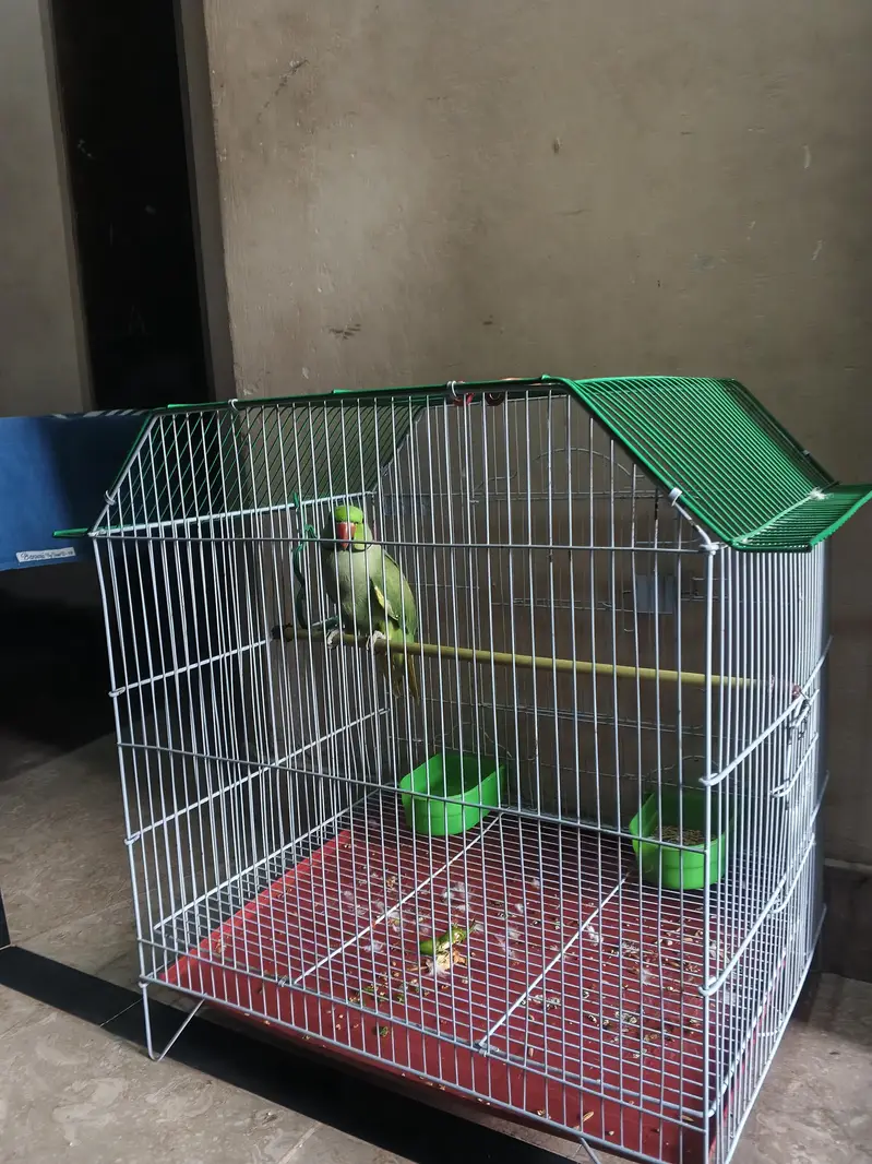 parrot — photo 3