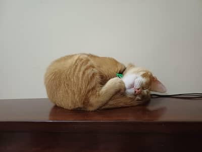 kittens for adoption