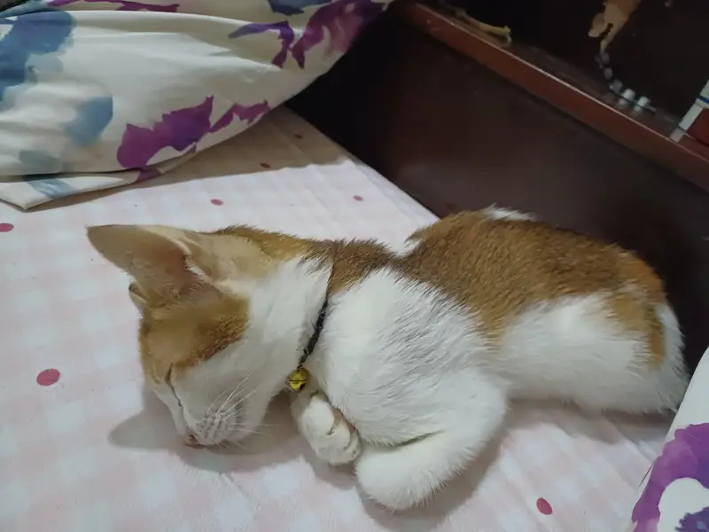 kittens for adoption — photo 2
