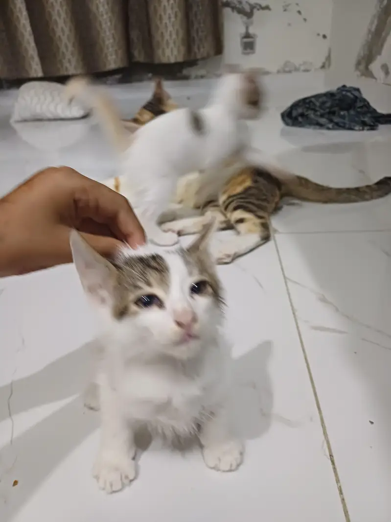 kittens for adoption — photo 3