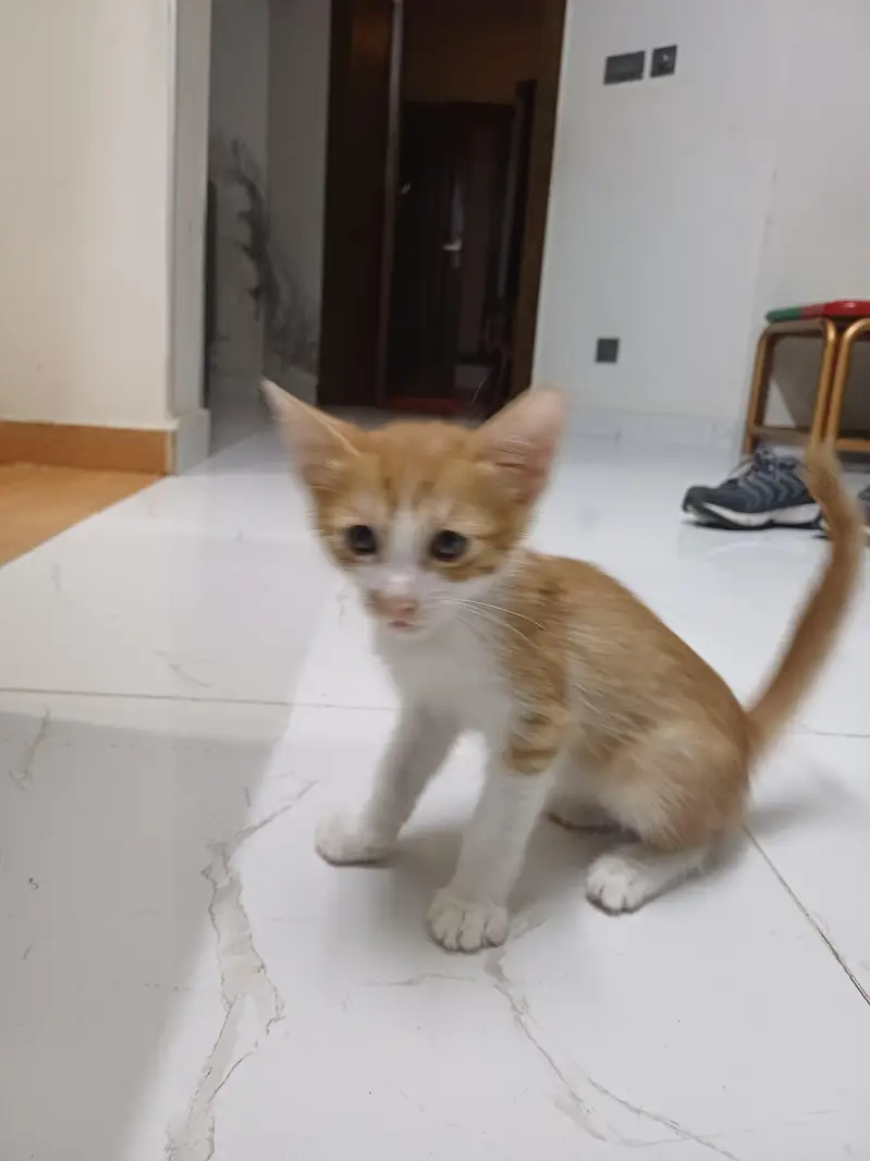 kittens for adoption — photo 4