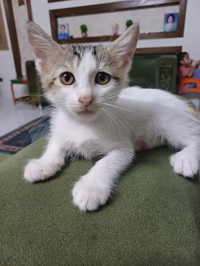 kittens for adoption — photo 5