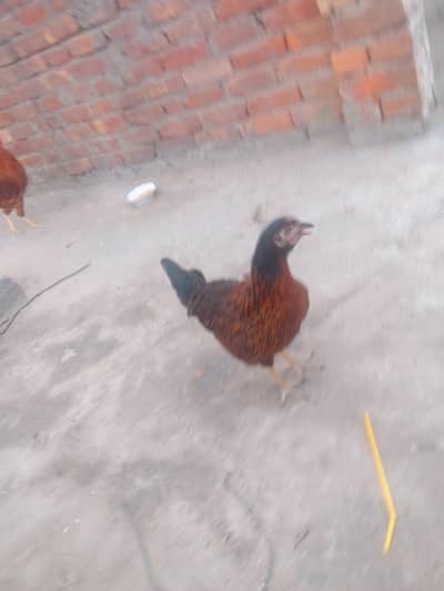 phati murgi