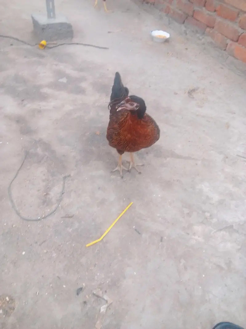phati murgi — photo 2