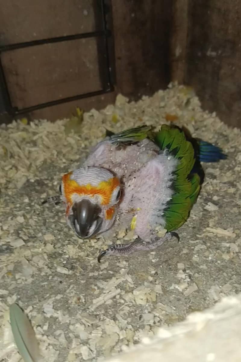 sun Conor chick 0