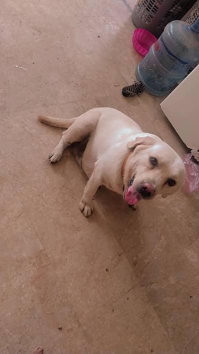 Labrador female fawn color 18 months vaccine hoi vi hai card nhi hai