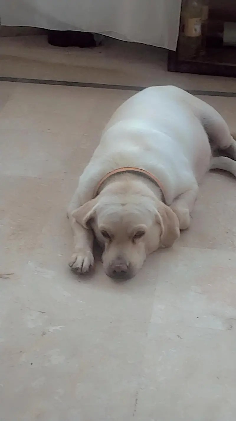 Labrador female fawn color 18 months vaccine hoi vi hai card nhi hai — photo 2